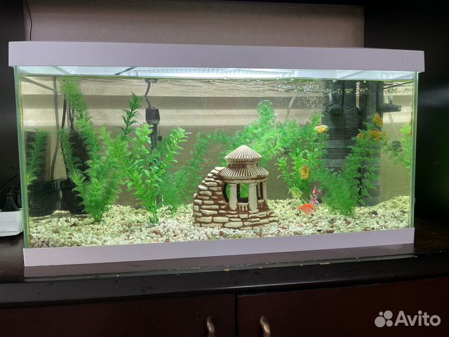 Аквариум 40 литров с наполнением и рыбками купить в Санкт-Петербурге ...