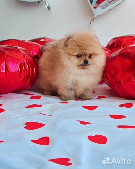 Померанский шпиц люксовая девочка медвежонок