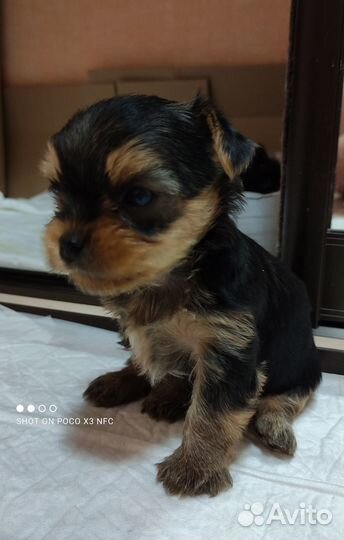 Йоркширский терьер