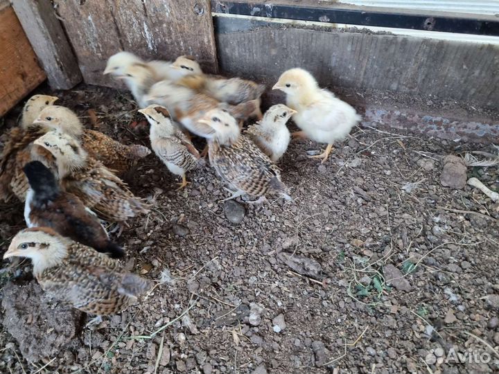 Курица Бентамка и 8 цыплят