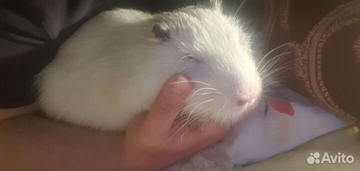 Нутрия домашний питомец