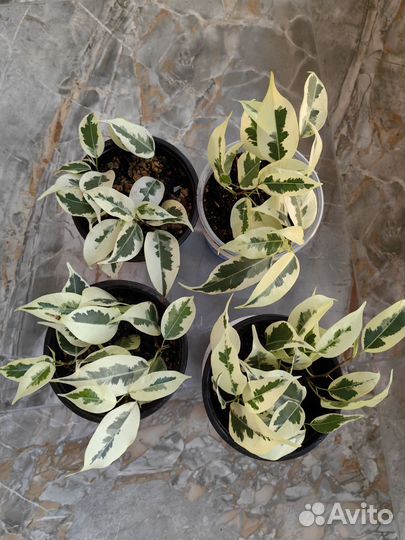 Фикусы разные сорта