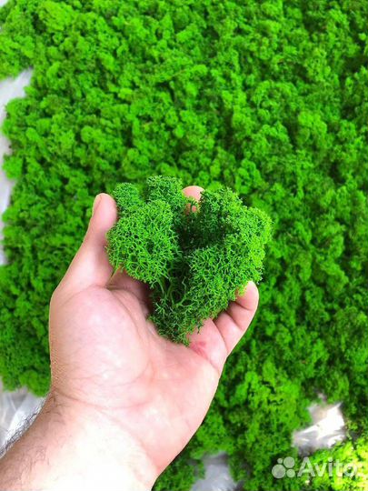 Стабилизированный мох оптом и в розницу