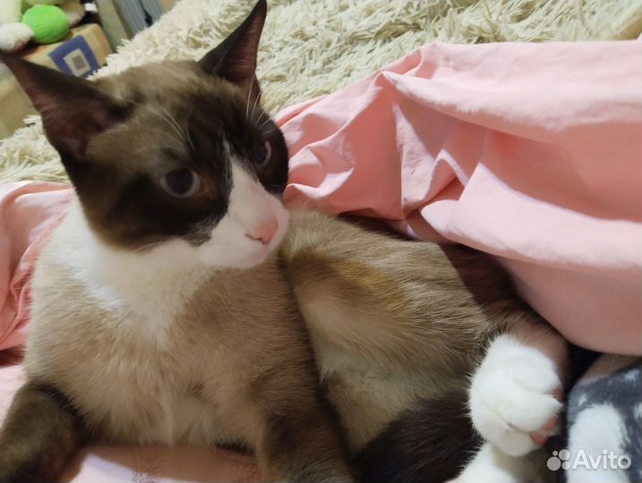 Ласковый котик ищет дом