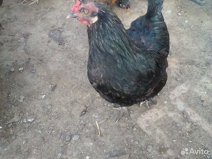Куры петухи