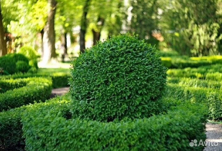 Бирючина. Живая изгородь