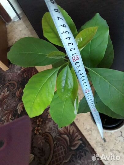 Молодое растение авокадо