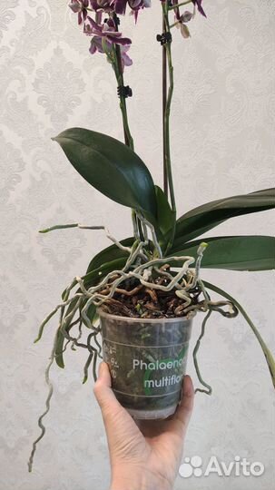 Орхидея фаленопсис мультифлора