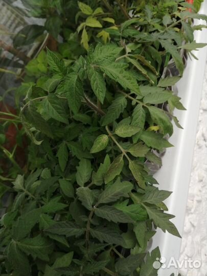 Рассада помидор, болгарского и острого перца