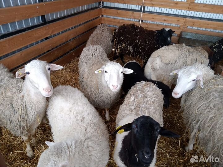 Овцы дорпер