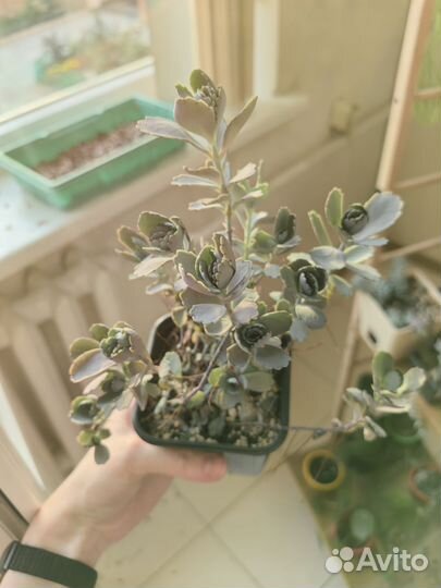 Суккуленты