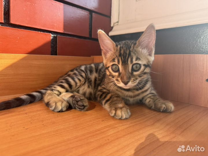 Бенгальский котенок мальчик