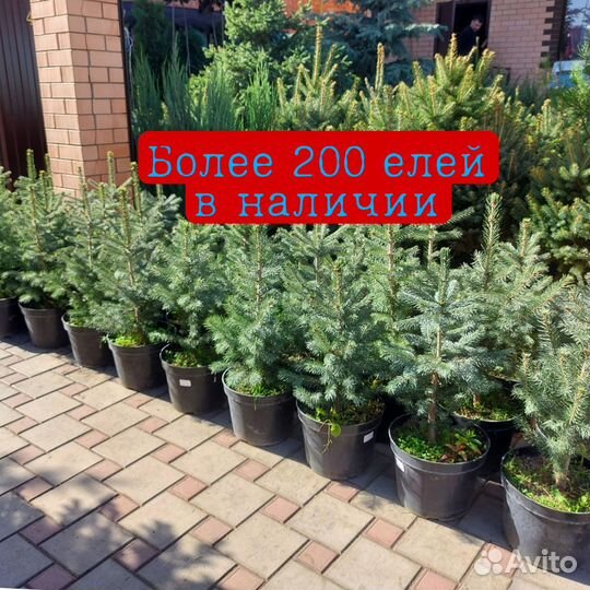 Туи ели сосны