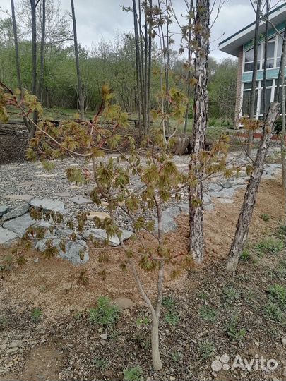 Саженцы клёна