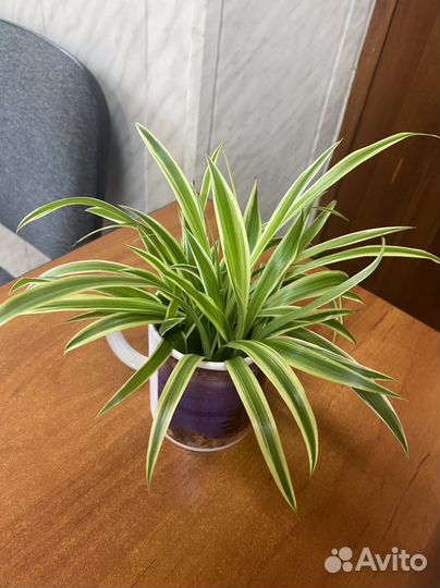 Хлорофитум