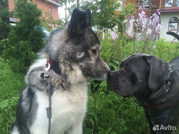 Передержка собак