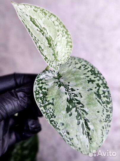Сциндапсус sp. Tricolor silver