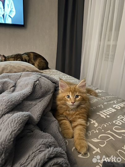 Котенок мейн-кун