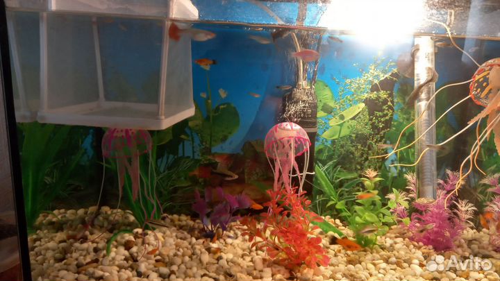 Аквариумные рыбки гуппи,меченосец