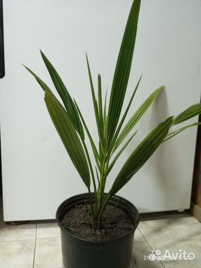 Финиковая пальма