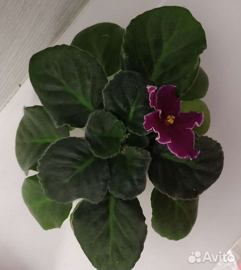 Фиалка.Детка.Цветущая