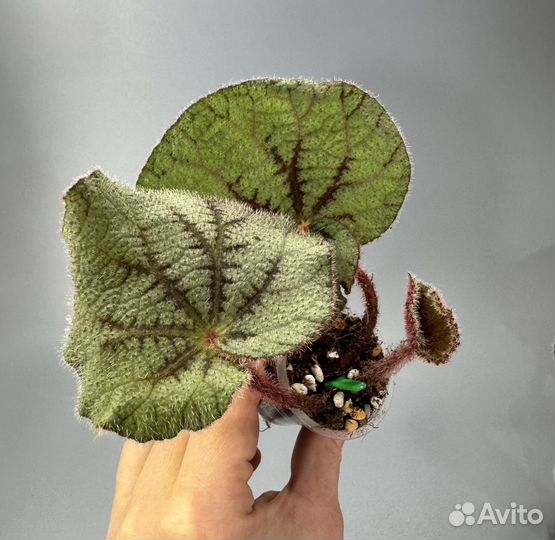 Бегония debaoensis