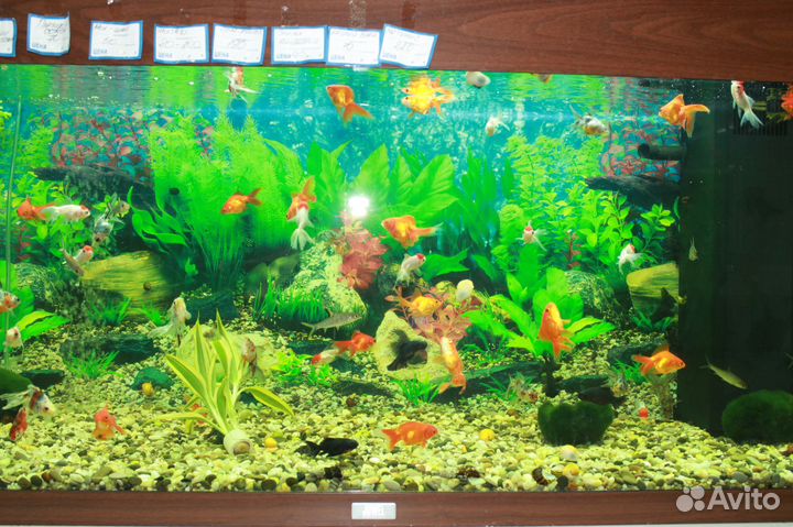Аквариумные рыбки