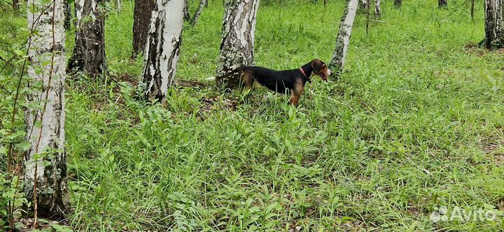 Финская гончая