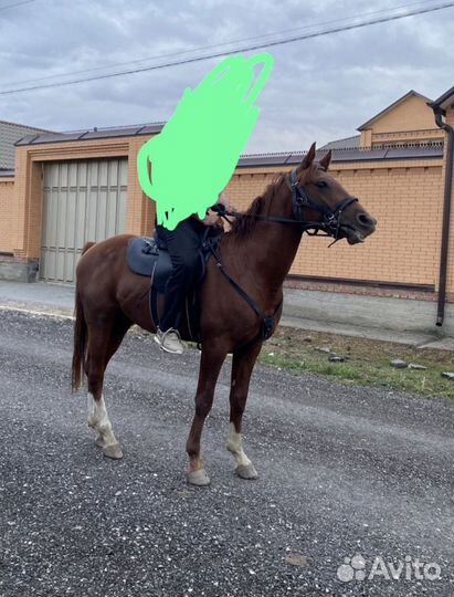 Лошадь жеребец