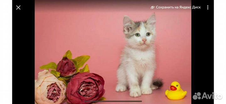 Кошка в дар бесплатно
