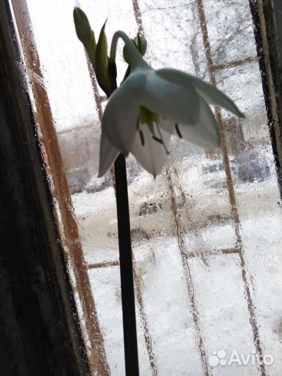 Амазонская лилия