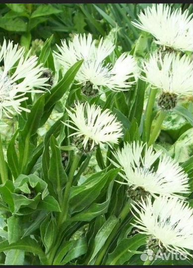 Василек белый