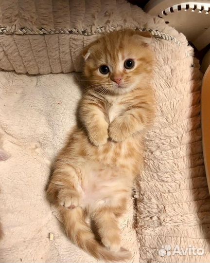 Вислоухий котёнок