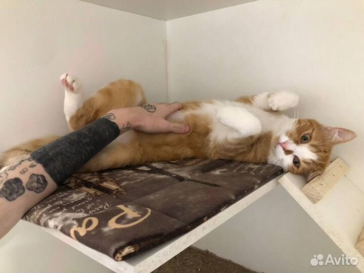 Зоогостиница для кошек грызунов