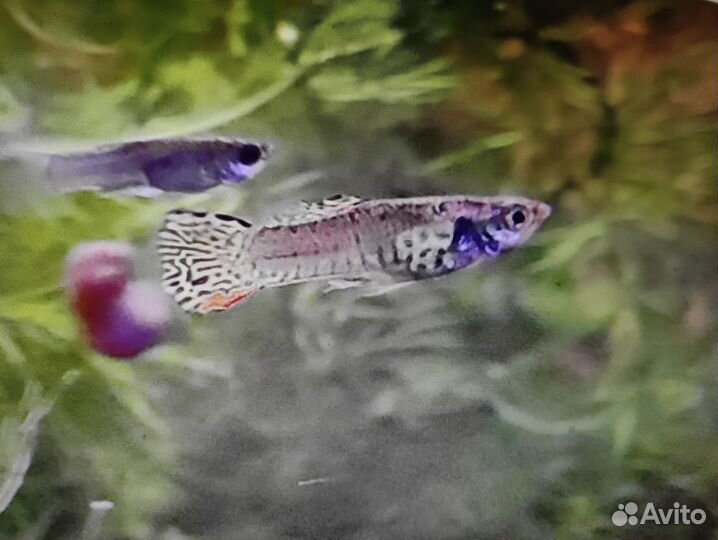 Рыбки гуппи