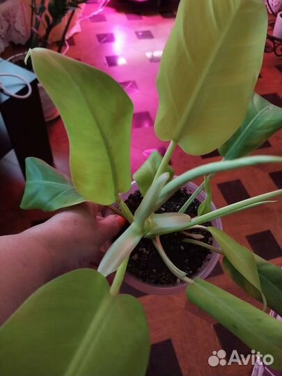 Филодендрон