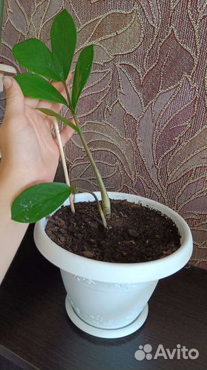 Цветы комнатные