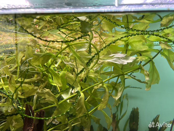 Растения для аквариума