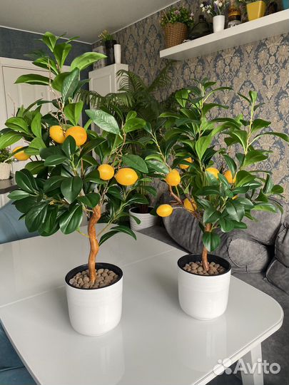 Лимонное дерево с плодами