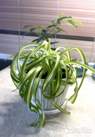 Хлорофитум кучерявый