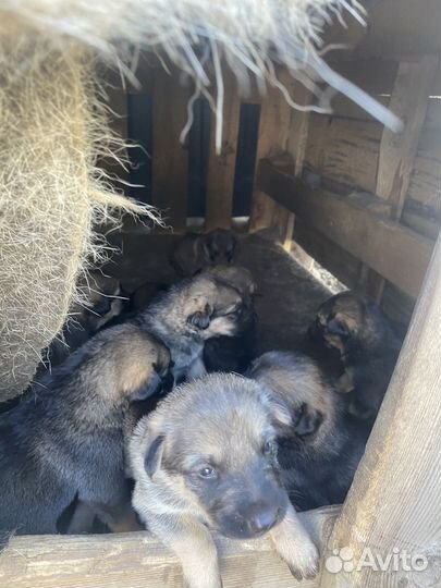 Щенки в добрые руки