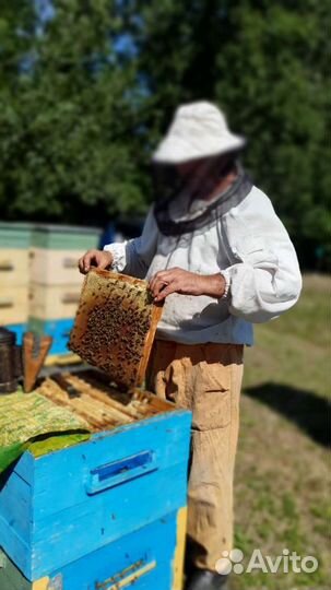 Мед- пыльца