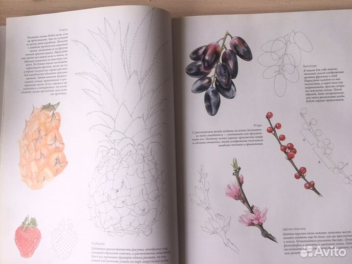 Портреты фруктов и овощей. Билли Шоуэлл