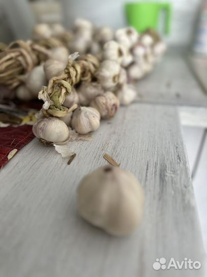 Чеснок на семена