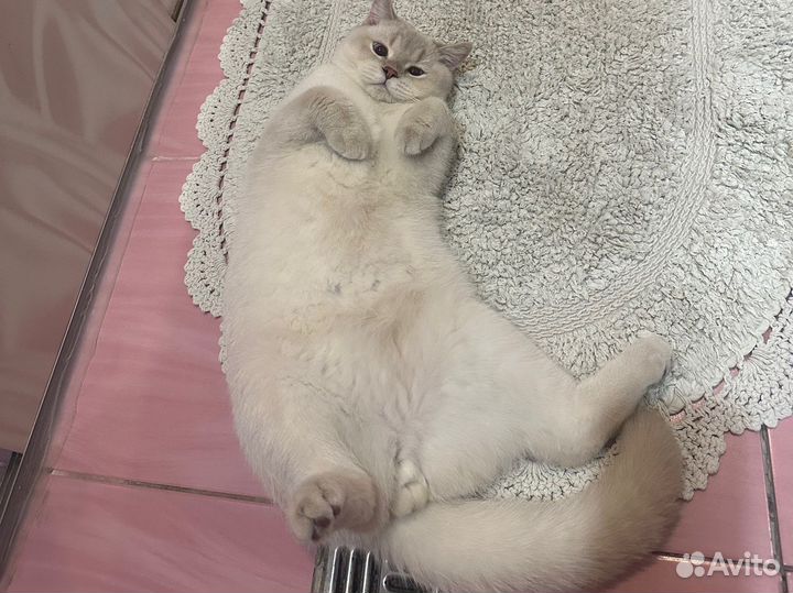 Шотландский котик