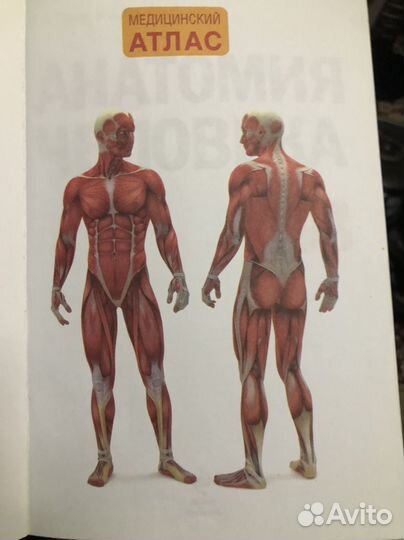 Анатомия человека