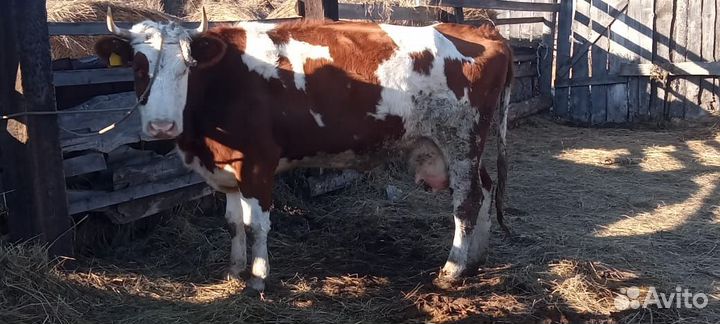 Продам корову и трех телок