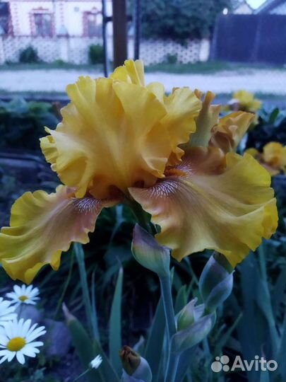 Ирисы бородатые сортовые