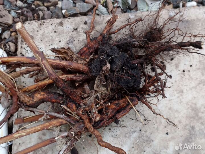 Ремонтантная малина