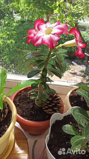 Комнатные цветы